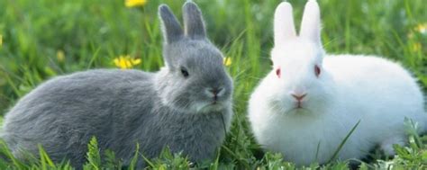 盘点国内有名的地方兔子品种 - 惠农网