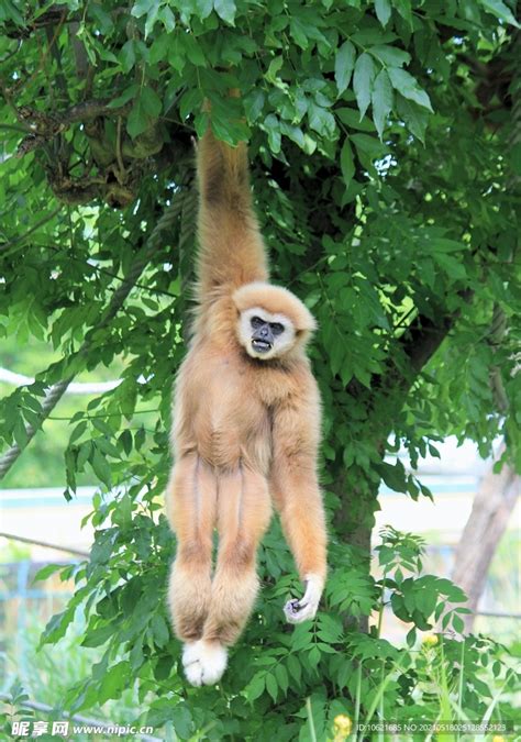 地球上10大最珍稀的猴子，你见过哪几种？(3)_巴拉排行榜