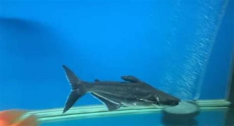 澳大利亚海岸首次发现罕见鲨鱼品种——曼达林狗鲨 - 神秘的地球 科学|自然|地理|探索