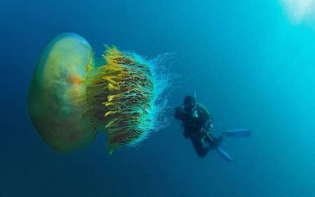 潜水时的cotylorhiza巨型水母高清图片下载-正版图片504643819-摄图网