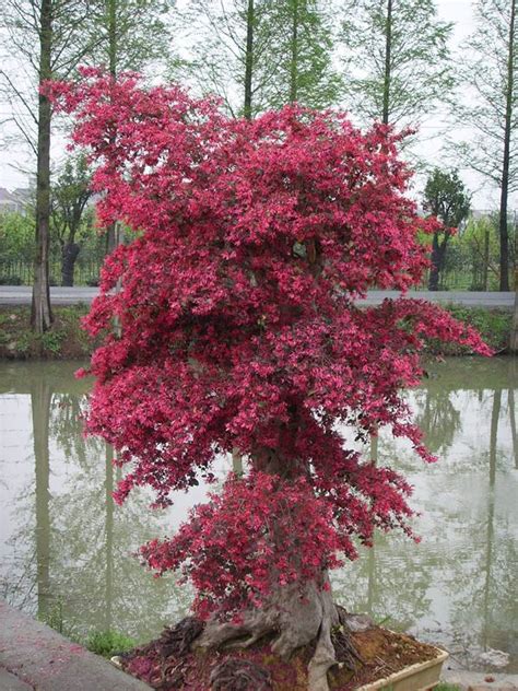 红花檵木-丽江园林绿化植物-图片
