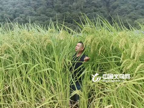 首亩“巨型稻”在义乌试种 可长2米高、水田能养鱼-义乌,农业-义乌新闻