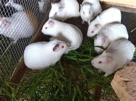 批量出售SPF豚鼠（白化）_长春市亿斯实验动物技术有限责任公司