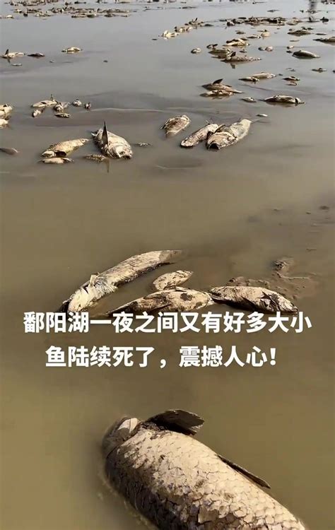 鄱阳湖现状，死鱼望不到边际_凤凰网视频_凤凰网