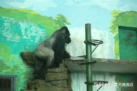 再见 威利 山东省唯一一只大猩猩去世_手机新浪网
