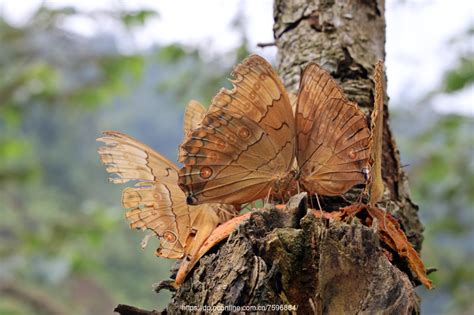 蝴蝶谷位于米却肯州（Michoacán）中部的埃尔罗萨利奥帝王蝶自然保护