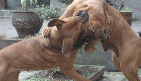 日本的猛犬与我国的藏獒打架, 哪个更胜一筹|藏獒|猛犬|土佐犬_新浪新闻