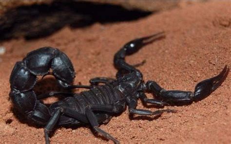 人工养殖的蝎子比野生蝎子，营养价值和药用价值更高__凤凰网