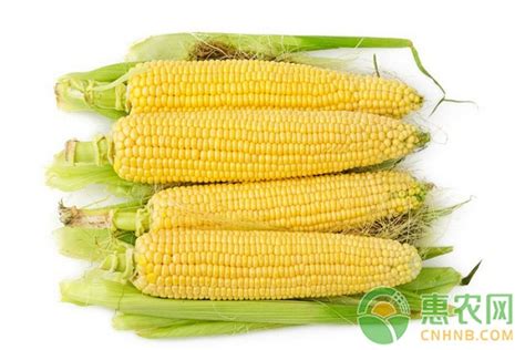 今日玉米多少钱一斤？2017年10月9日玉米价格最新行情及走势 - 惠农网