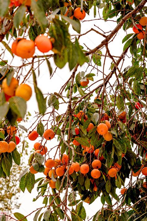 秋天熟透了的柿子高清图片下载-正版图片500641738-摄图网