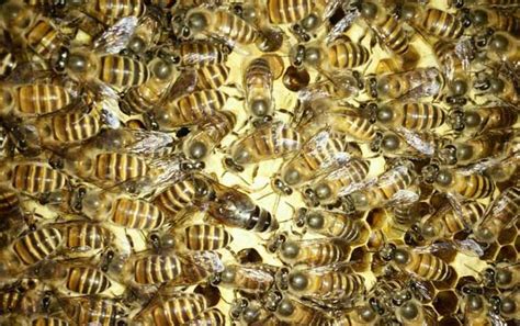蜂种资源 - 浙江省蜂业学会