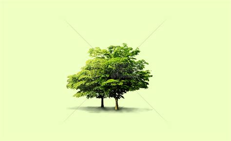 树新名字寓意,树新名字的含义,树新名字的意思解释
