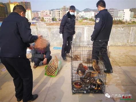 已逮捕！藤县一男子非法猎捕、杀害珍贵、濒危野生动物 藤北网 藤县太平新闻网 藤县新闻 广西藤县太平新闻网 太平新闻网 广西藤县太平网 藤县濛江 ...