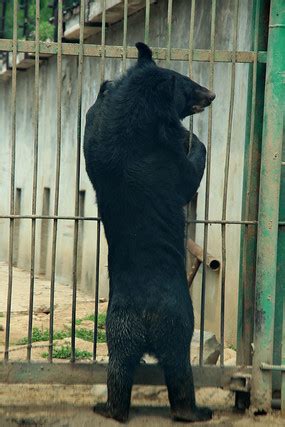 黑熊被虐待全过程：被勒颈绑墙上，强迫站立生穿鼻