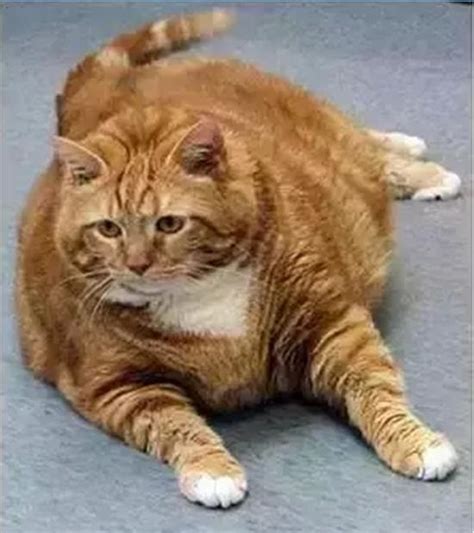 流浪猫因吃太胖被挂牌强制减肥 猫：我没有，我不减