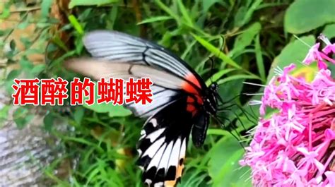 《酒醉的蝴蝶》 - 金玉米 | 专注热门资讯视频