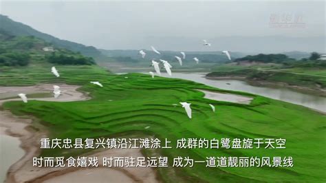 重庆忠县：生态好 白鹭飞_凤凰网视频_凤凰网
