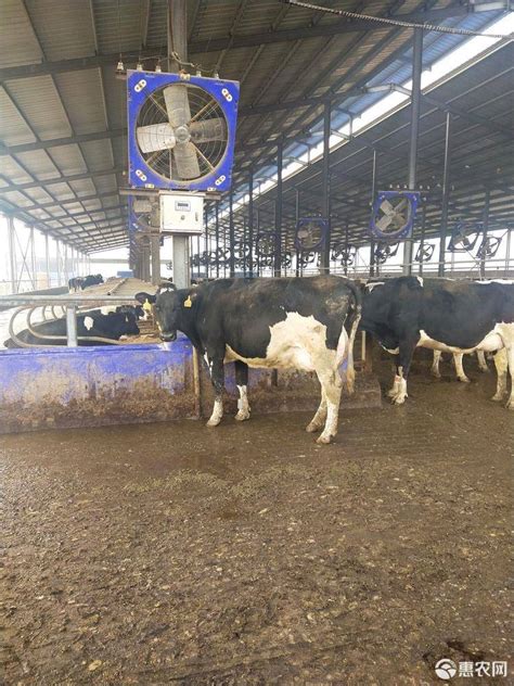[奶牛批发] 奶牛 高产荷斯坦 奥系价格22000元/头 - 惠农网