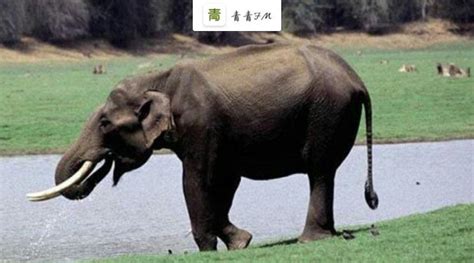 大象踩死35岁中国领队背后：这个产业的残忍超乎想象 | 每经网