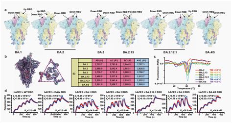 韩国“奥密克戎”疫情的发展数据和分析 （4-病毒传播生命周期） - 知乎