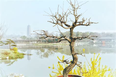 赞美植物的现代诗（赞美植物的现代诗）_华夏文化传播网