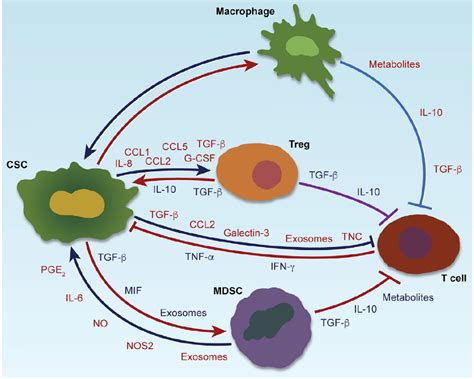 肿瘤微环境（一）肿瘤相关巨噬细胞与血管生成