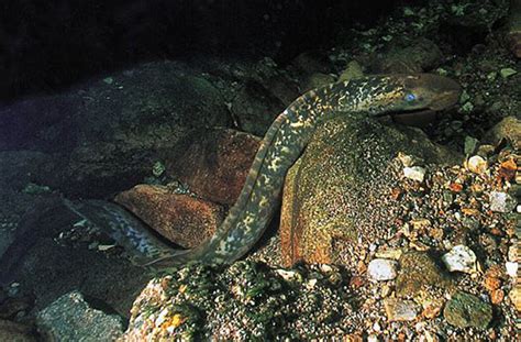 七鳃鳗的来源 七鳃鳗是什么动物_知秀网