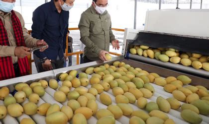 柬埔寨芒果：首批近100吨正式输华 期盼复制香蕉出口模式 - 亚洲水果