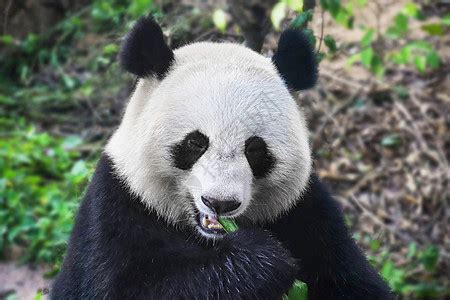 2024成都大熊猫繁育研究基地-旅游攻略-门票-地址-问答-游记点评，成都旅游旅游景点推荐-去哪儿攻略
