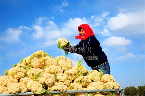 甘肃张掖：收获鲜菜供应市场-人民图片网