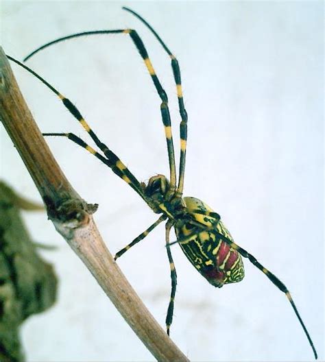 怎样判断蜘蛛有无毒性，在中国常见的蜘蛛中有没有比较危险的物种？ - 知乎