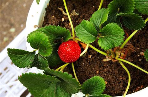种盆栽草莓，我们只要做好这5点，就可以长出让人羡慕的草莓！