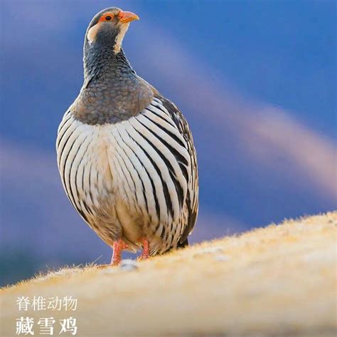 藏雪鸡图片