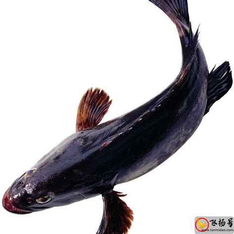 中国最常吃的十种淡水鱼，鲤鱼上榜，第一是中国四大家鱼之一_排行榜123网