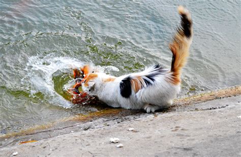 这猫整天划水又摸鱼，像极了你| 果壳 科技有意思