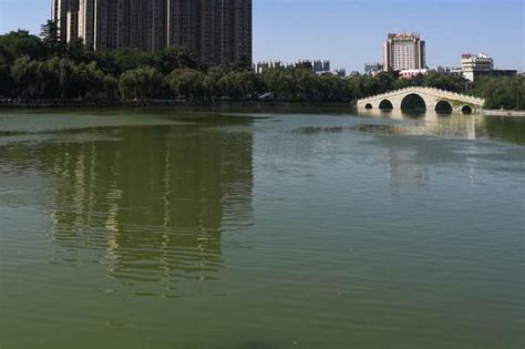 菏泽鲁西新区万福河畔百亩油葵花开 成网红打卡地|菏泽市_新浪新闻
