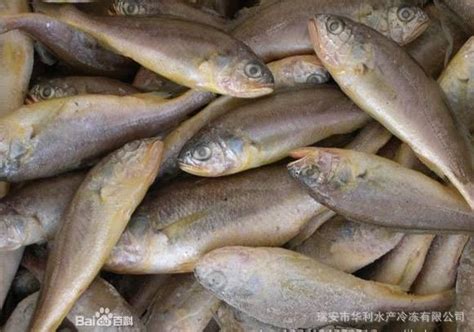 海名威冷冻黄花鱼礼盒2.1kg/6条装 宁德大黄鱼 海鱼 生鲜 鱼类 海鲜水产-商品详情-菜管家