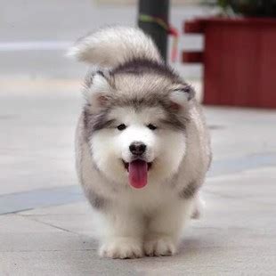 阿拉斯加犬 阿拉斯加雪橇犬 阿拉斯加狗 纯种阿拉斯加幼犬 支付宝 阿拉斯加 /编号10107101 - 宝贝它