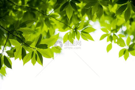 嫩绿色底图图片