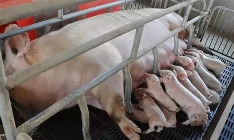 如何判断母猪是否已经产完？8招教你判断母猪是否产完 - 猪好多网