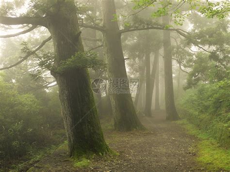 《洛克王国》迷雾森林探险计划玩法介绍_九游手机游戏