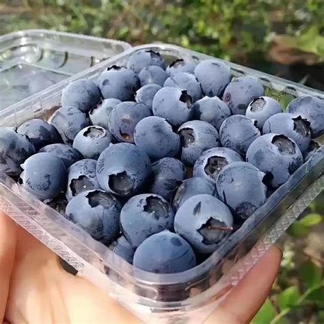 果径为传统蓝莓2倍以上，“大”蓝莓是如何炼成的？-新华网