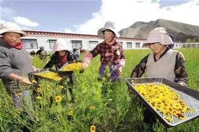 西藏林周：不误农时秋收忙_时图_图片频道_云南网