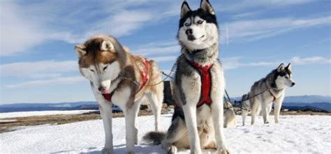 南极大冒险--靠雪橇犬来煽情_小孩_新浪博客