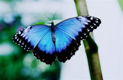 蝴蝶吃什么食物？附幼虫的食物及蝴蝶的生长过程 - 农敢网