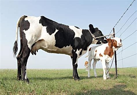 一头奶牛多少钱-奶牛购买价格行情-陕西宏达奶牛场