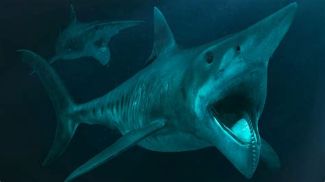 有史以来最大的大白鲨有多大?颠覆你的认知！|大白鲨|鲨鱼|体长_新浪新闻
