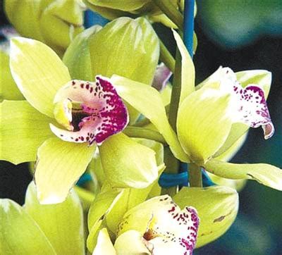 喜马拉雅山发现世界最贵的兰花，估值1500万