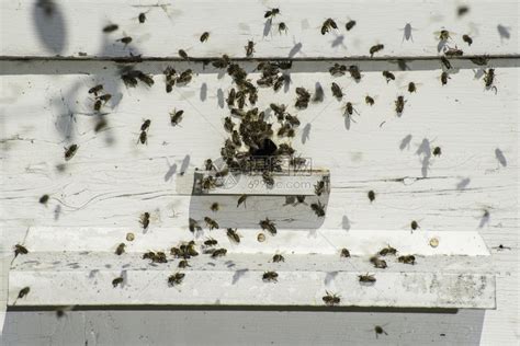 蜜蜂进入巢白窝高清图片下载-正版图片303320723-摄图网