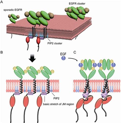 转化生长因子TGF-β与肿瘤发生和免疫调节的关系_生物器材网